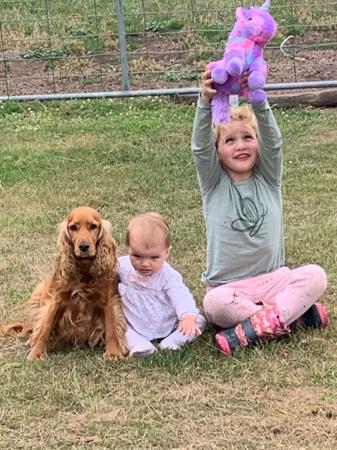 Cocker Spaniel for sale by MOLEIZ