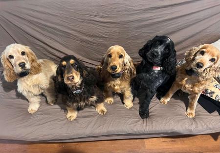 Cocker Spaniel for sale by MOLEIZ