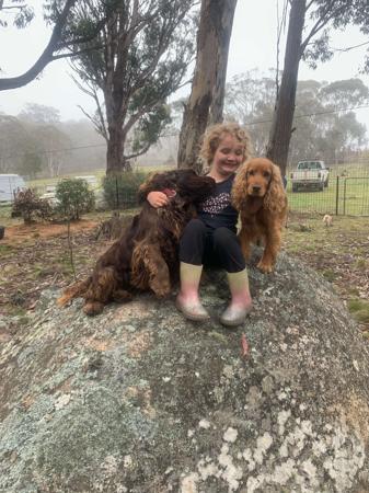 Cocker Spaniel for sale by MOLEIZ