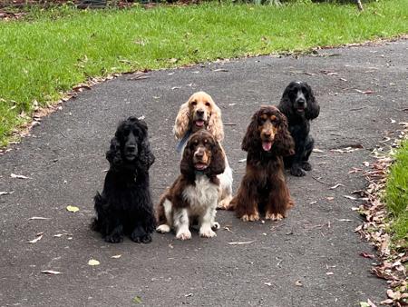 Cocker Spaniel for sale by MOLEIZ