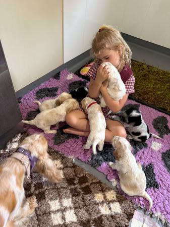 Cocker Spaniel for sale by MOLEIZ