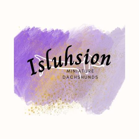 Dachshund (Miniature Smooth Haired) for sale by ISLUHSION