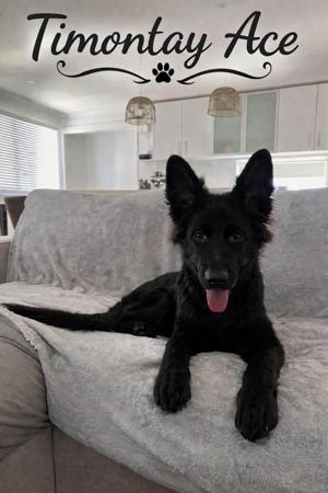 German Shepherd Dog for sale by TIMONTAY