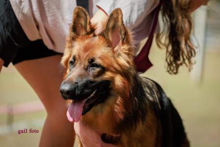 German Shepherd Dog for sale by TIMONTAY