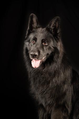 German Shepherd Dog for sale by TIMONTAY
