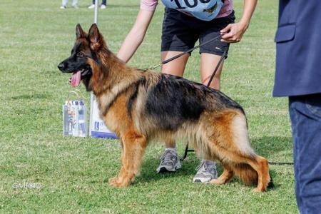 German Shepherd Dog for sale by TIMONTAY