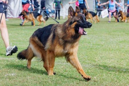 German Shepherd Dog for sale by TIMONTAY
