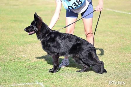 German Shepherd Dog for sale by TIMONTAY
