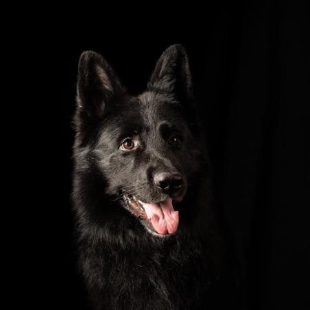 German Shepherd Dog for sale by TIMONTAY