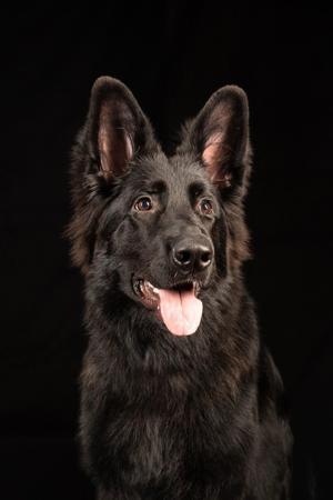 German Shepherd Dog (Long Stock Coat) for sale by TIMONTAY