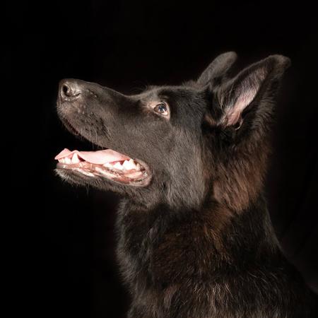German Shepherd Dog (Long Stock Coat) for sale by TIMONTAY