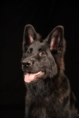 German Shepherd Dog (Long Stock Coat) for sale by TIMONTAY