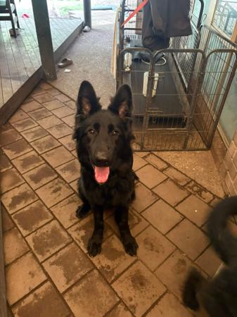 German Shepherd Dog (Long Stock Coat) for sale by TIMONTAY
