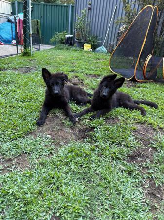 German Shepherd Dog (Long Stock Coat) for sale by TIMONTAY