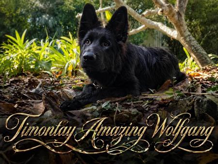 German Shepherd Dog (Long Stock Coat) for sale by TIMONTAY