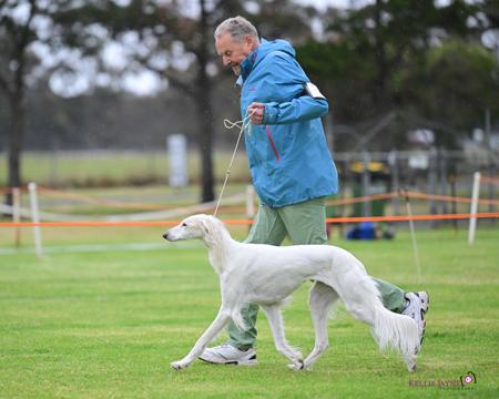 Saluki for sale by STEPHENWAILES
