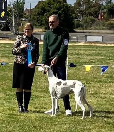 Saluki for sale by LAMAAN