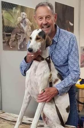 Saluki for sale by LAMAAN