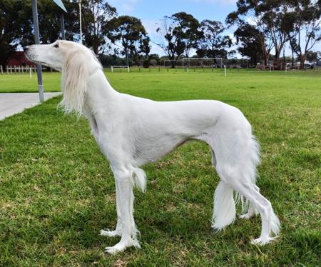 Saluki for sale by LAMAAN