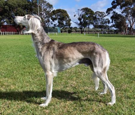 Saluki for sale by LAMAAN