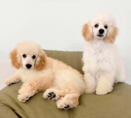 Poodle (Miniature) puppy for sale by MINIPATAS