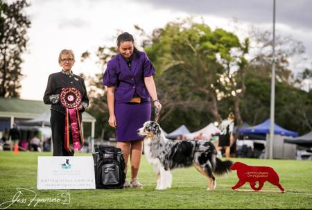 Australian Shepherd for sale by HERDRE