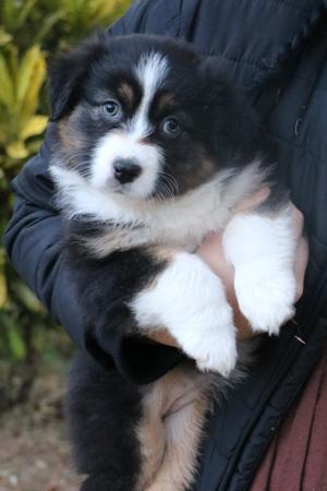 Australian Shepherd for sale by HERDRE