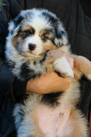 Australian Shepherd for sale by HERDRE