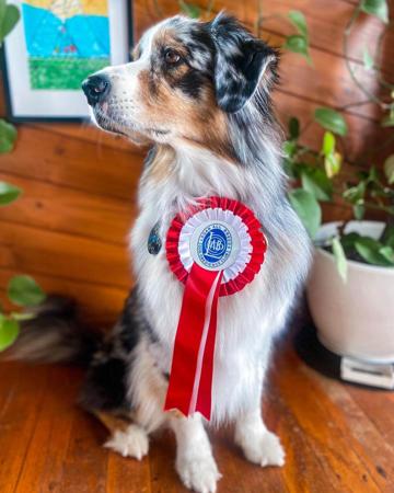 Australian Shepherd for sale by HERDRE