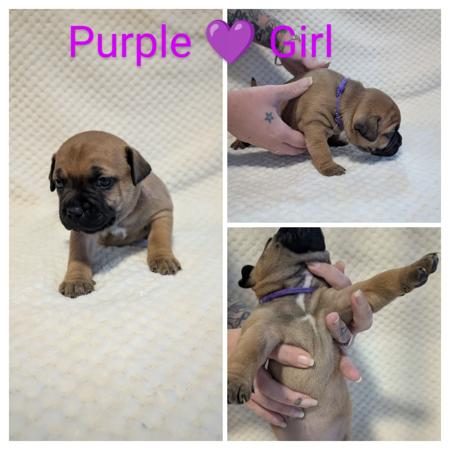 Staffordshire Bull Terrier for sale by BELLASTAFF