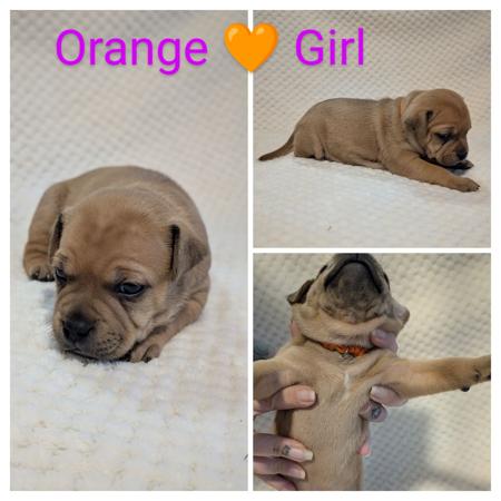 Staffordshire Bull Terrier for sale by BELLASTAFF