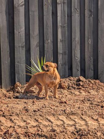 Staffordshire Bull Terrier for sale by BELLASTAFF