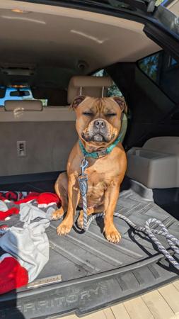 Staffordshire Bull Terrier for sale by BELLASTAFF