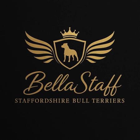 Staffordshire Bull Terrier for sale by BELLASTAFF
