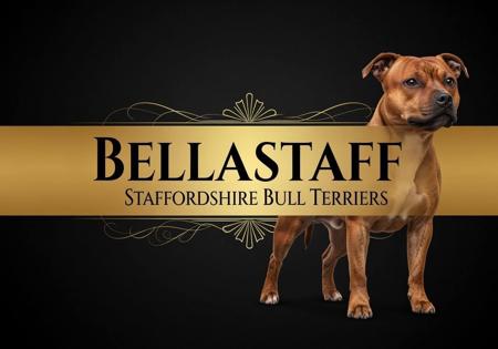 Staffordshire Bull Terrier for sale by BELLASTAFF