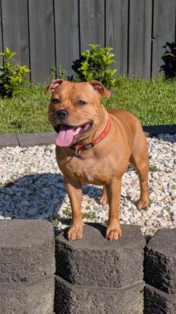 Staffordshire Bull Terrier for sale by BELLASTAFF