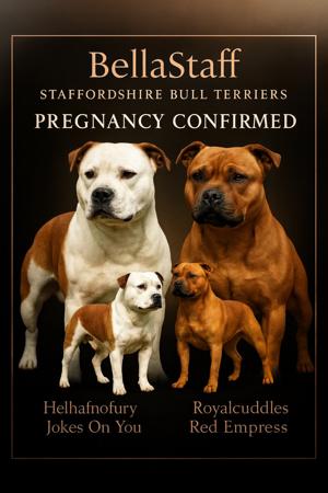 Staffordshire Bull Terrier for sale by BELLASTAFF