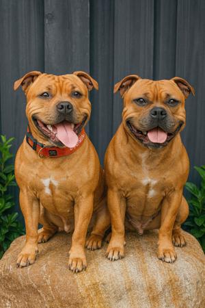 Staffordshire Bull Terrier for sale by BELLASTAFF
