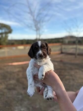 English Springer Spaniel for sale by WYNDROSE