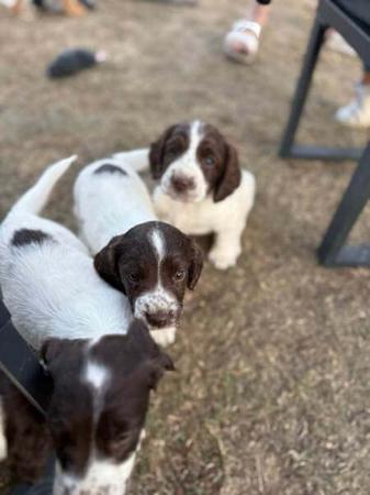 English Springer Spaniel for sale by WYNDROSE