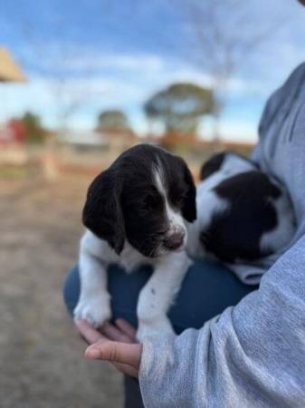 English Springer Spaniel for sale by WYNDROSE