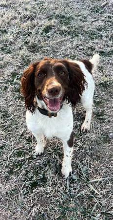 English Springer Spaniel for sale by WYNDROSE