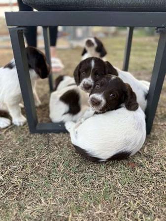English Springer Spaniel for sale by WYNDROSE
