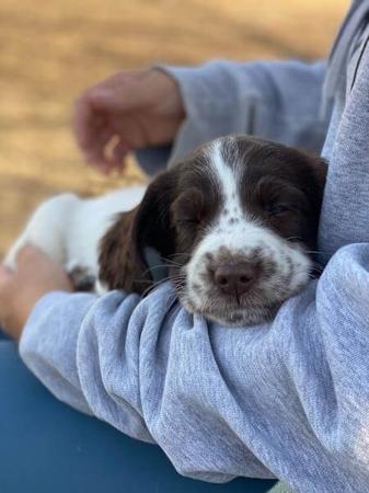 English Springer Spaniel for sale by WYNDROSE