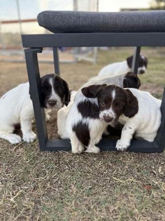 English Springer Spaniel for sale by WYNDROSE