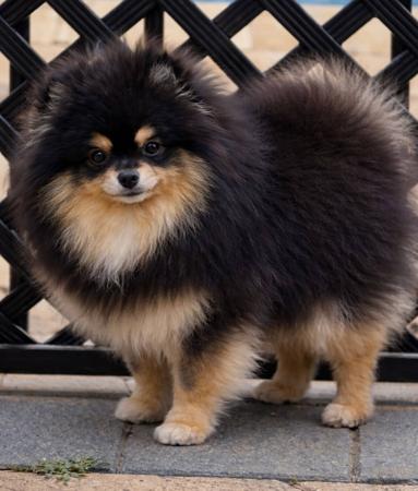 Pomeranian for sale by FLUTTERPLUSH