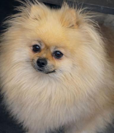 Pomeranian for sale by FLUTTERPLUSH