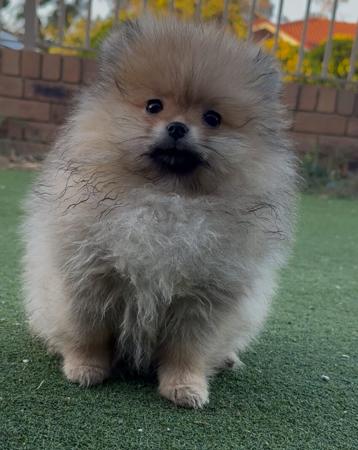 Pomeranian for sale by FLUTTERPLUSH