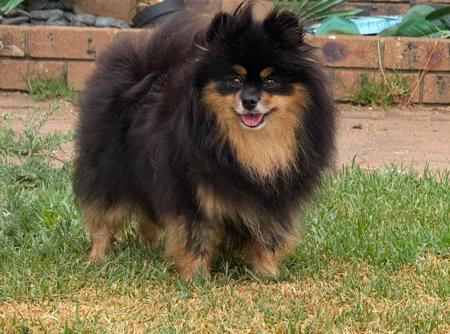 Pomeranian for sale by FLUTTERPLUSH