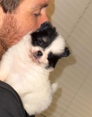 Pomeranian puppy for sale by FLUTTERPLUSH